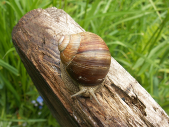 Виноградная улитка (Helix pomatia) из Псковской области